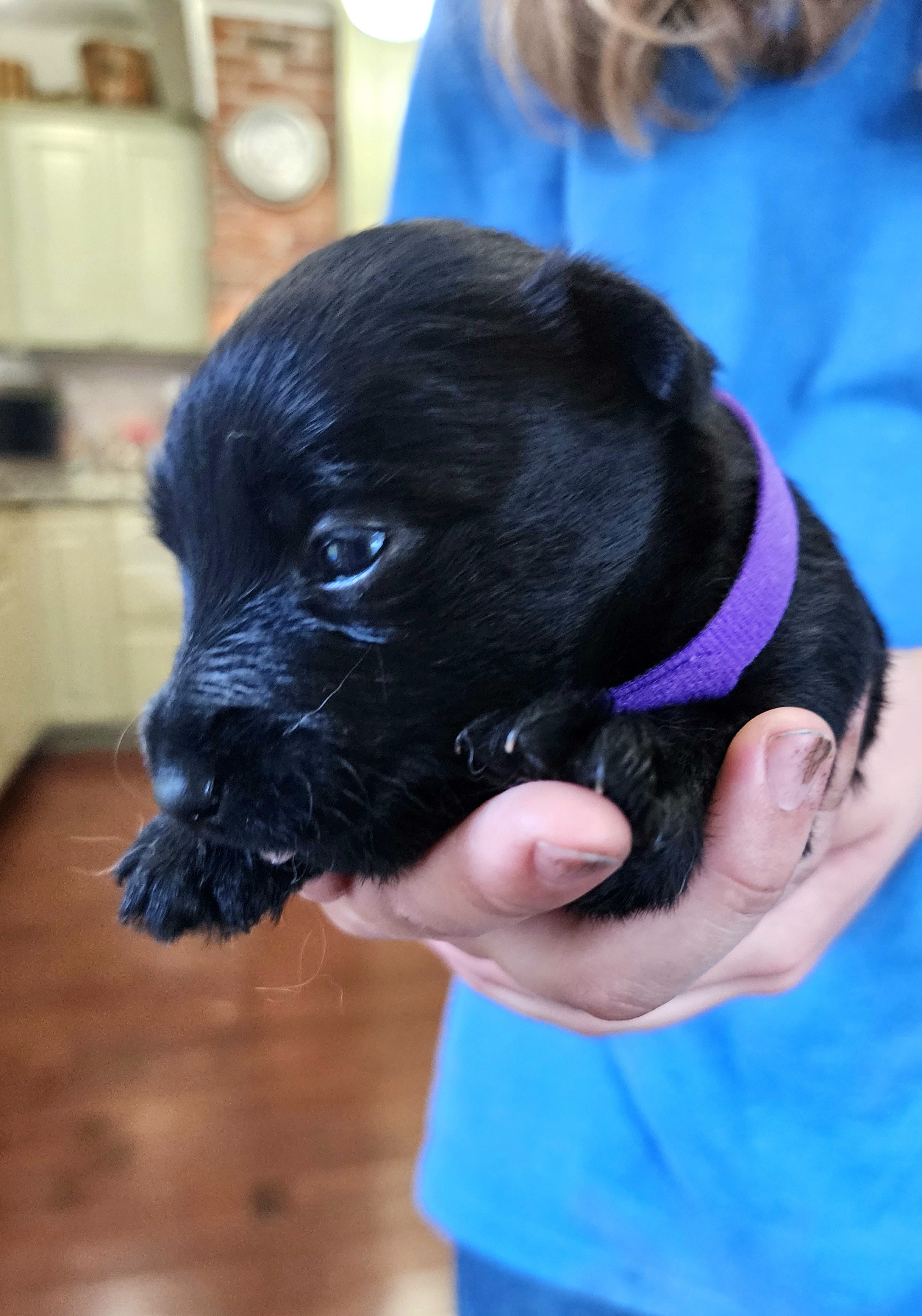 Scottish Terrier Puppies from Nicole's Scottish Terriers