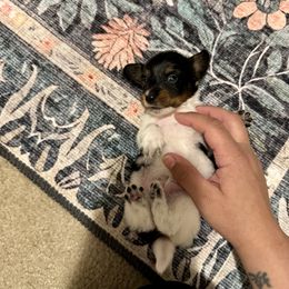 Snoopy AKC Full Rights - Piebald male Dachshund puppy in Magnolia, Texas from J&R Macias Dachshunds