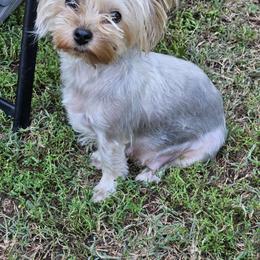 Lilly - Yorkshire Terrier