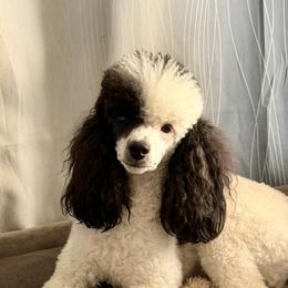 Dot - Poodle