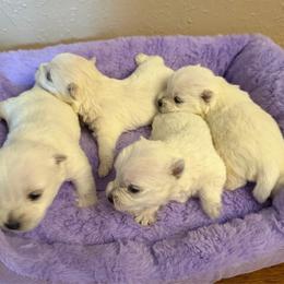 Bella - White female West Highland White Terrier puppy in Park Rapids, Minnesota from Peggy’s Terriers