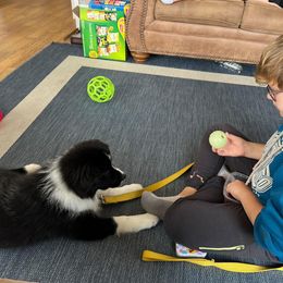Border Collie Puppies from Sage Ridge