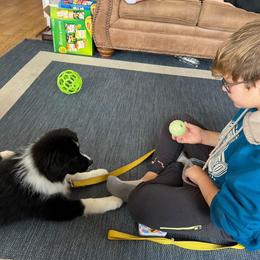Border Collie Puppies from Sage Ridge
