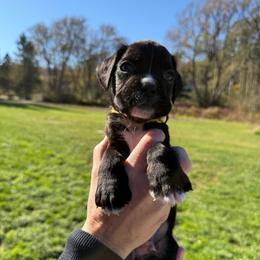 Fuji - Yellow - Brindle male Boxer puppy in Jamesville, New York from Reynolds Homestead Boxers
