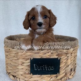 Cavapoo Puppies from Pinewood Cavapoos