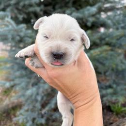 Boy 5 - Light golden male Golden Retriever puppy in Utah from Deseret Peak Goldens