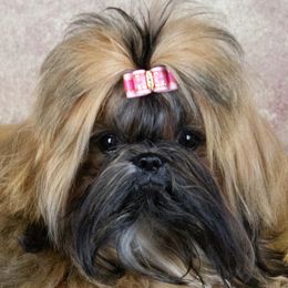 Roxy - Shih Tzu
