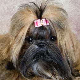 Roxy - Shih Tzu