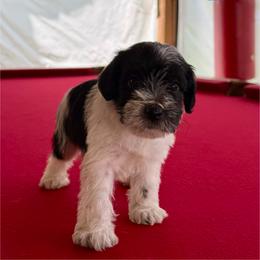 Boy 2 - Parti male Miniature Schnauzer puppy in Charlotte, North Carolina from Marley’s Babies