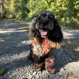 Pharaoh - Merle male Cockapoo puppy in Deming, Washington from Heavenly Puppies to Love