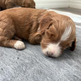 Sunny - Red  female Goldendoodle puppy in Brooksville, Florida from Abby’s Standard Goldendoodles