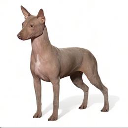 Mystique - American Hairless Terrier