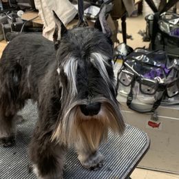 Widow - Miniature Schnauzer