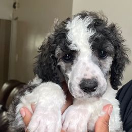 Brant - Brindle male Poodle puppy in Randallstown, Maryland from Parson Standards