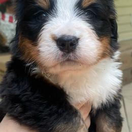 Violet - Black rust and white female Bernese Mountain Dog puppy in Fountain, North Carolina from Stargirl Bernese Mountain Dogs