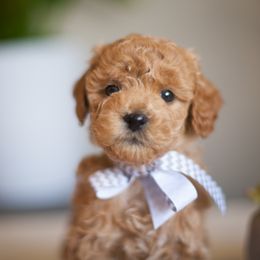 Goldendoodle Puppies from Snowfire Doodles