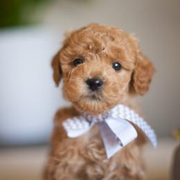 Goldendoodle Puppies from Snowfire Doodles