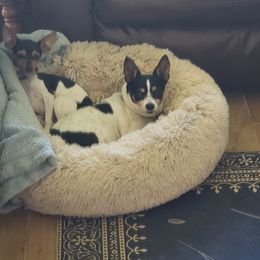 Tori - Toy Fox Terrier