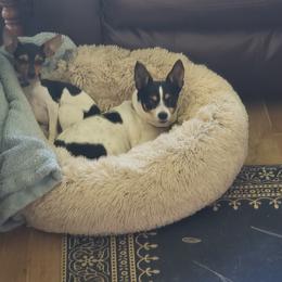 Tori - Toy Fox Terrier
