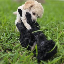 Poodle Puppies from McIntosh Toy Poodles