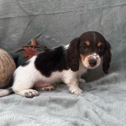 Gus - Piebald male Dachshund puppy in Trinity, Texas from Signature Sloan - Long Hair Dachshunds