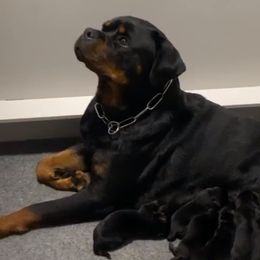 Hanna - Rottweiler