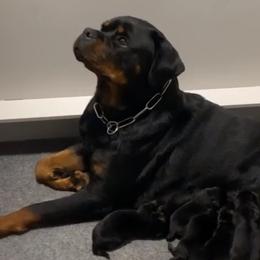 Hanna - Rottweiler