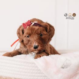 Bernedoodle and Goldendoodle Puppies from Hommel’s Mini Darling Doodles
