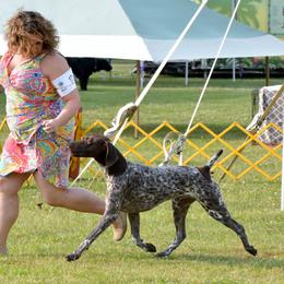 German Shorthaired Pointer All Grown Up from Windward German Shorthaired Pointers