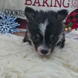 Tiny - Black and tan male Pembroke Welsh Corgi puppy in Charleroi, Pennsylvania from Twilight Hollow Corgis