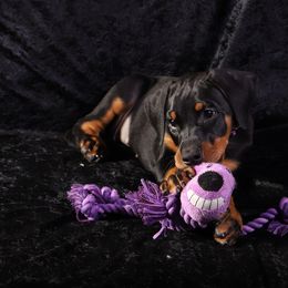 Doberman Pinscher Puppies from Rockhill Dobermans