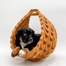 Jackson - Black tri Miniature Australian Shepherd puppy in Covington, Pennsylvania from Rigas Mini Aussies LLC