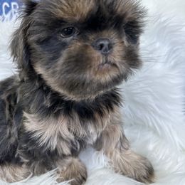 Shih Tzu Puppies from LaDawn’s Little Lions