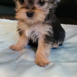 Maltese and Morkie Puppies from K and E Small Breed Puppies