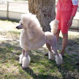 Sorsha - Poodle