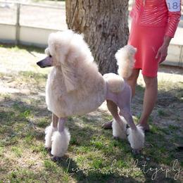 Sorsha - Poodle