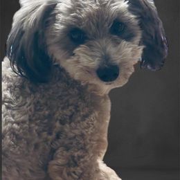 Aussiedoodle All Grown Up from Poodles and Doodles Most Excellent Adventures