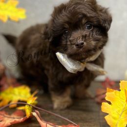 Hershey - Brown white and tan male Cockapoo puppy in West Plains, Missouri from The Royal Kennel