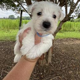 Blue boy - White male West Highland White Terrier puppy in Cullman, Alabama from Twin Lake Westies