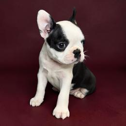 AKC Trixie - Black brindle and white female Boston Terrier puppy in Galena, Kansas from RottNBostons