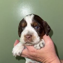 Petunia - Liver white and tan female English Springer Spaniel puppy in Williston, Florida from Parks Paradise Springers