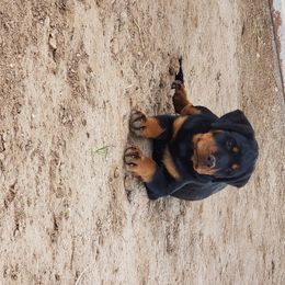 Rottweiler Puppies from Gottlïchen Rottweilers