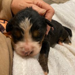 Tiramisu - Tri-color female Bernese Mountain Dog puppy in Rural Retreat, Virginia from Bernese Bunker