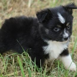 Girl 2 - Black tri female Toy Australian Shepherd puppy in Humansville, Missouri from Tater Tot aussies
