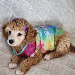 Snowball - Apricot female Poodle puppy in Hoagland, Indiana from Kandyland Kennels
