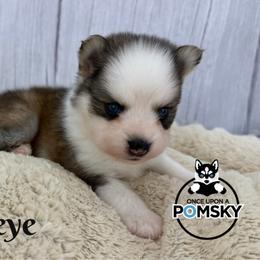 Bullseye - Silver and white male Pomsky puppy in Eastman, Georgia from Once Upon A Pomsky