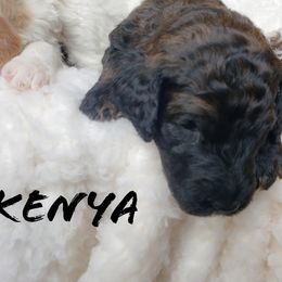 Bernedoodle and Poodle Puppies from Doodles-by-Delilah