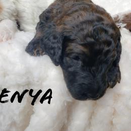 Bernedoodle and Poodle Puppies from Doodles-by-Delilah