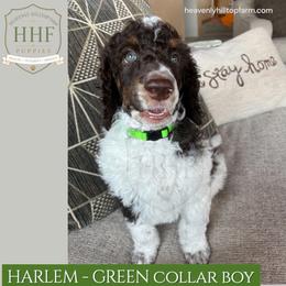 HARLEM Brown Tri standard poodle - Parti male Poodle puppy in Charlo, Montana from Heavenly Hilltop Farm