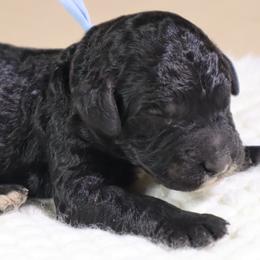 Romeo (Blue Collar) - Black male Goldendoodle puppy in Palmetto Bay, Florida from SOMIDOODLES